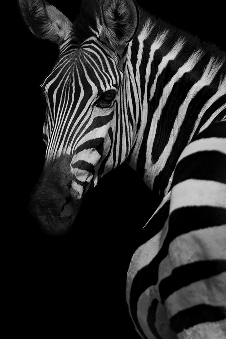 Viet Chu Portrait Photograph - Profile of a Zebra (Limited Edition of 5), 40"x60"  - Animal Wall Art