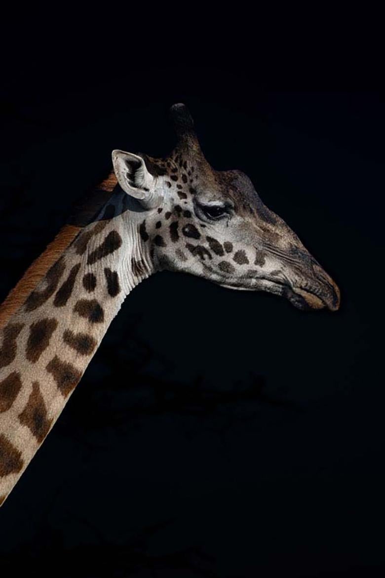 Viet Chu Portrait Photograph - Profile of a Giraffe (Limited Edition of 25) - Animal Photography