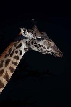 Profile of a Giraffe (Limited Edition of 25) - Animal Photography