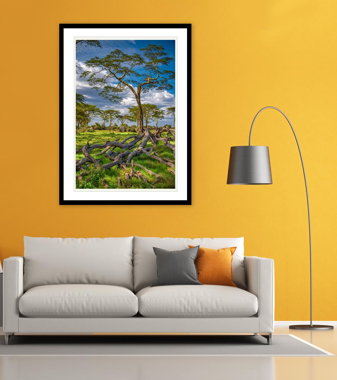 Ce cliché réalisé par le photographe Viet Chu en 2016, il met en scène un Acacia jaune, avec un accent sur le vert pour l'herbe et les feuilles, en contraste avec le bleu dramatique du ciel.

Viet Chu voyage dans le monde entier pour des missions