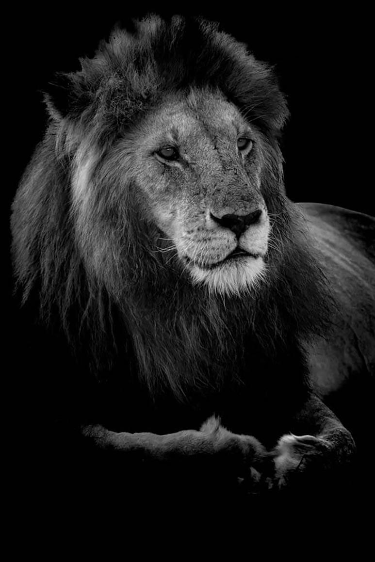 Viet Chu Black and White Photograph - Profile of a King (Limited Edition of 10) - 30"x40" -  Animal Photography