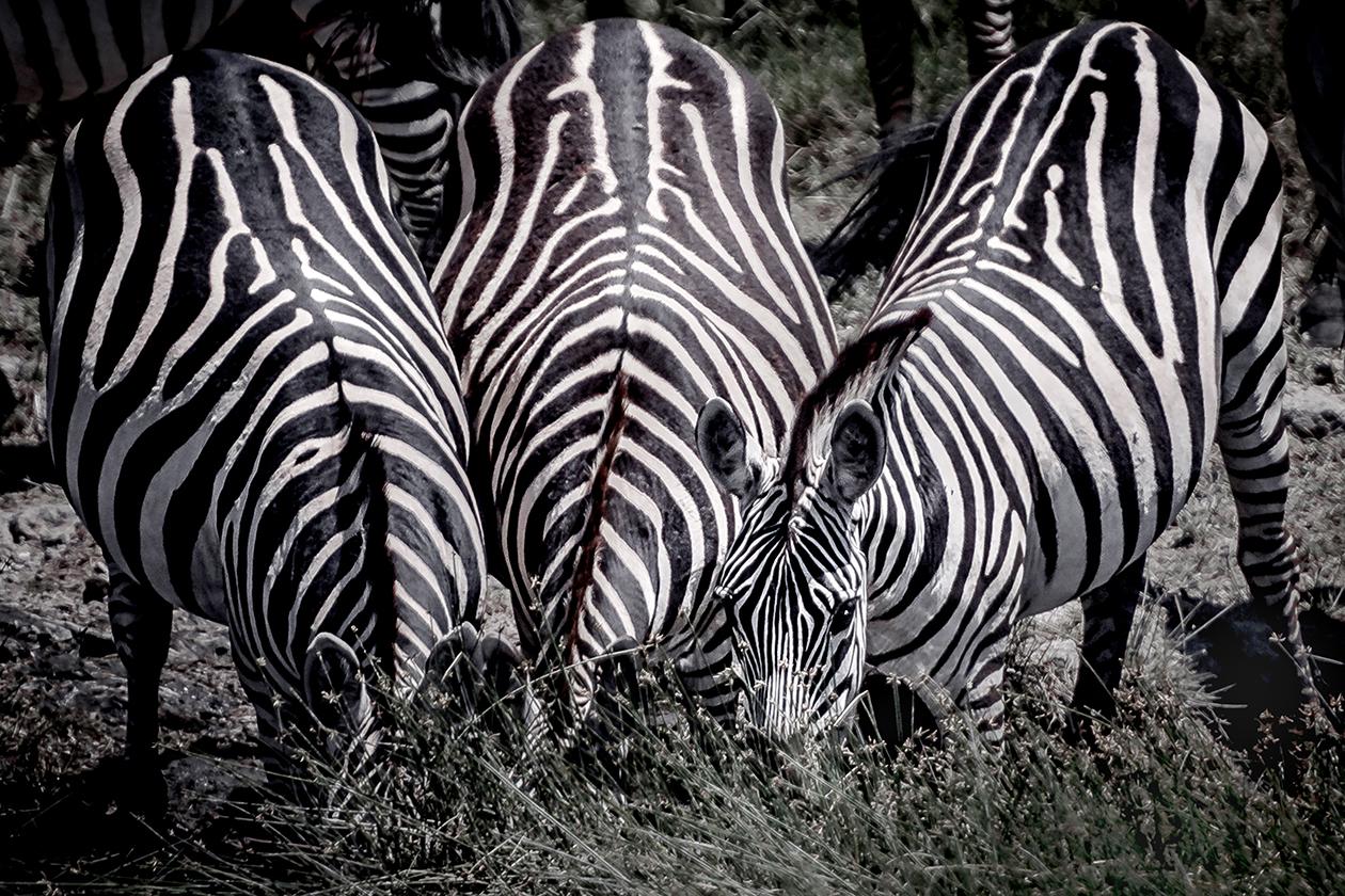 Viet Chu Color Photograph -  The 3 Stripe-eteers (Limited Edition of 10) - 30"x40" - Animal Photography