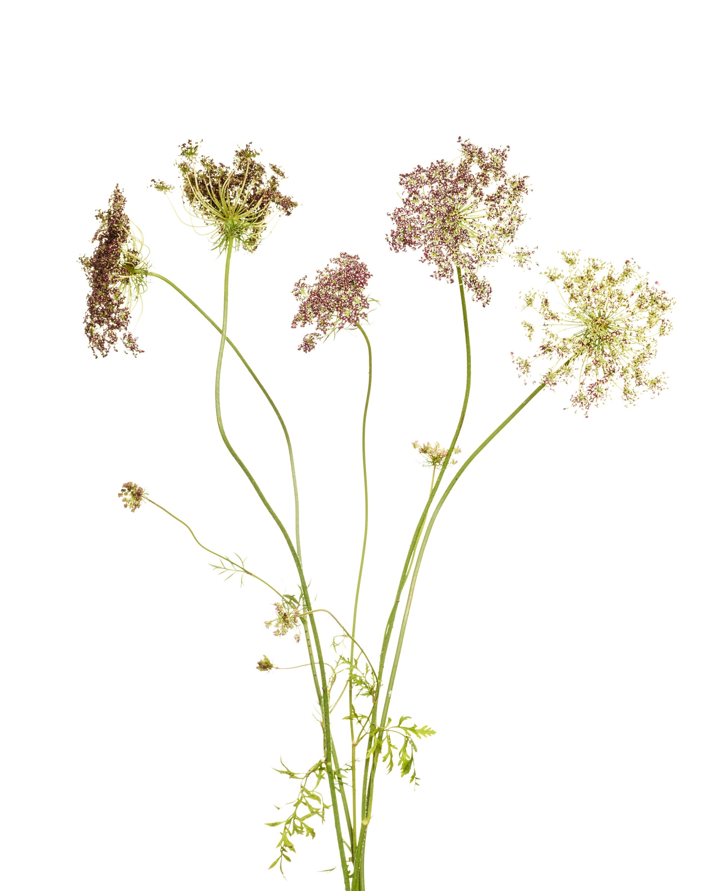 Shelli Breidenbach Color Photograph – Botanical 10, Kunstfotografie, nur gedruckt, signiert