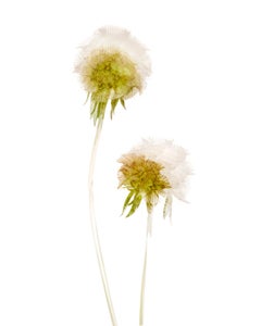 Botanical 13, Fine Art Photography, Print Only, Signed