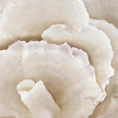 Abstract Shells No. 2, Fine Art Photography, Print Only, Signed