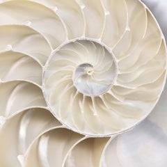Abstract Shells No. 6, Fine Art Photography, Print Only, Signed  
