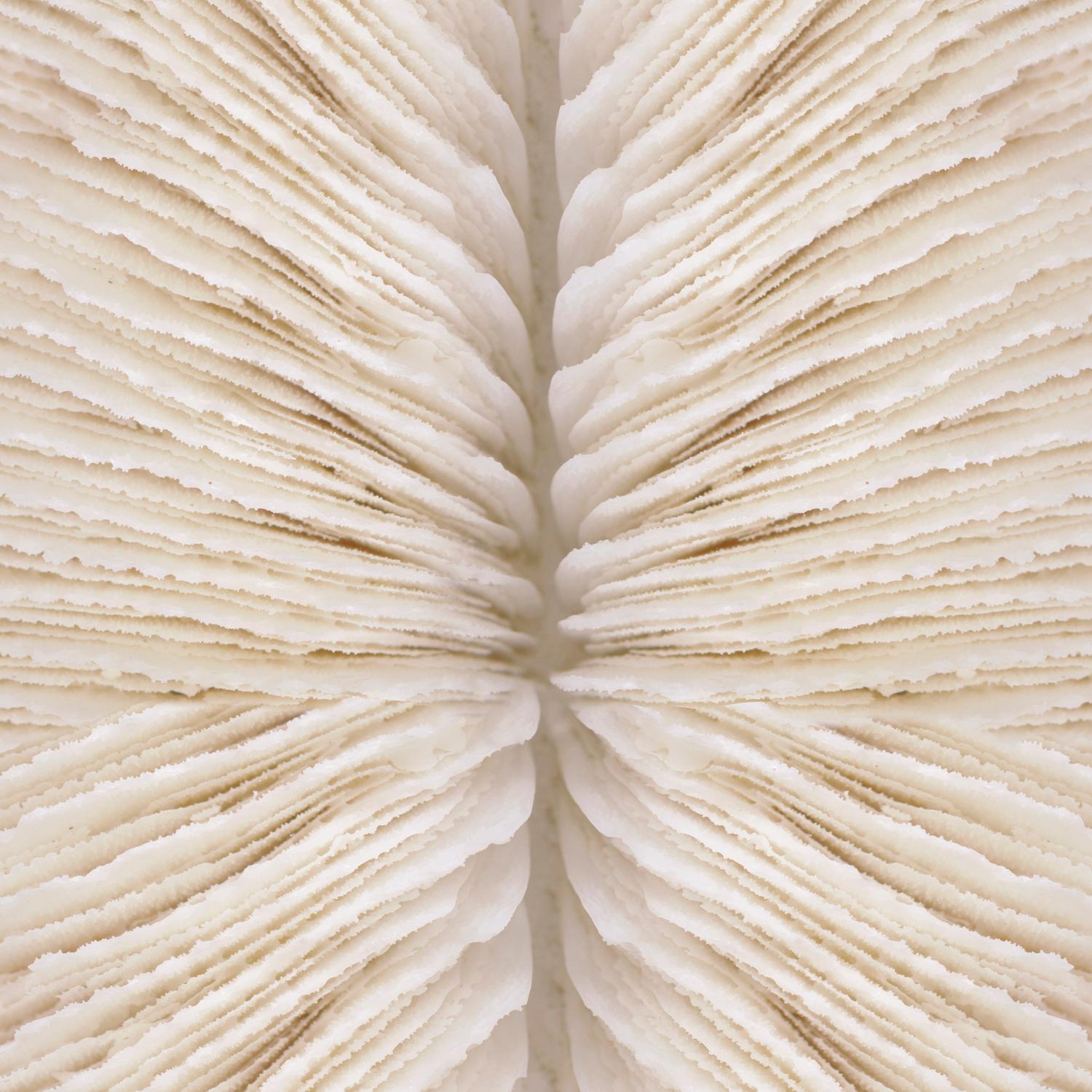 Abract Shell Shelli Breidenbach - Abstract Shells No. 2, Fine Art Photography, Print ...