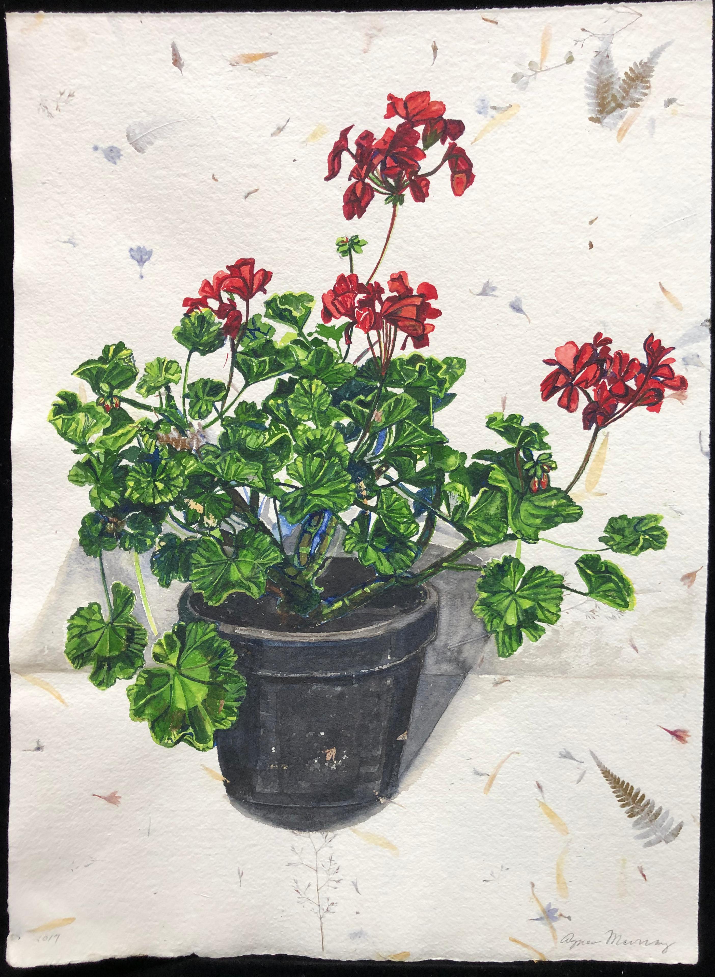 Agnes Murray Still-Life - Pelargonium #4, Floral, Richard de Bas paper, realism, botanical