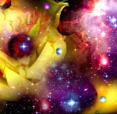 Giardini e galassie: Rosa gialla 24"42" colore brillante cielo astratto natura panorama