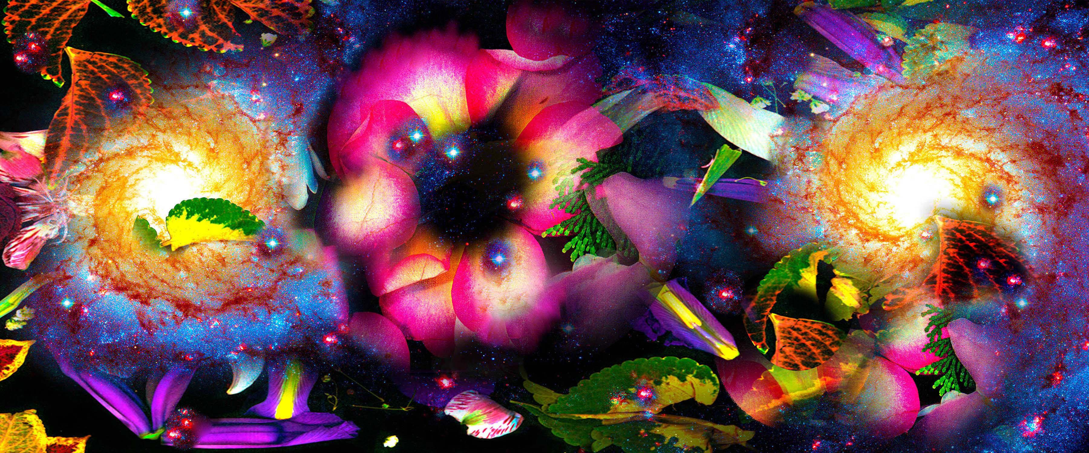 Gardens & Galaxies: Magenta Rose, 24"x42" vivid colors, abstract night sky