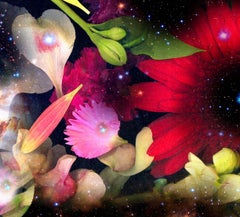 Gardens&Galaxies_Red Gerbera 26 "x42" colori vivaci fiori astratti cielo notturno