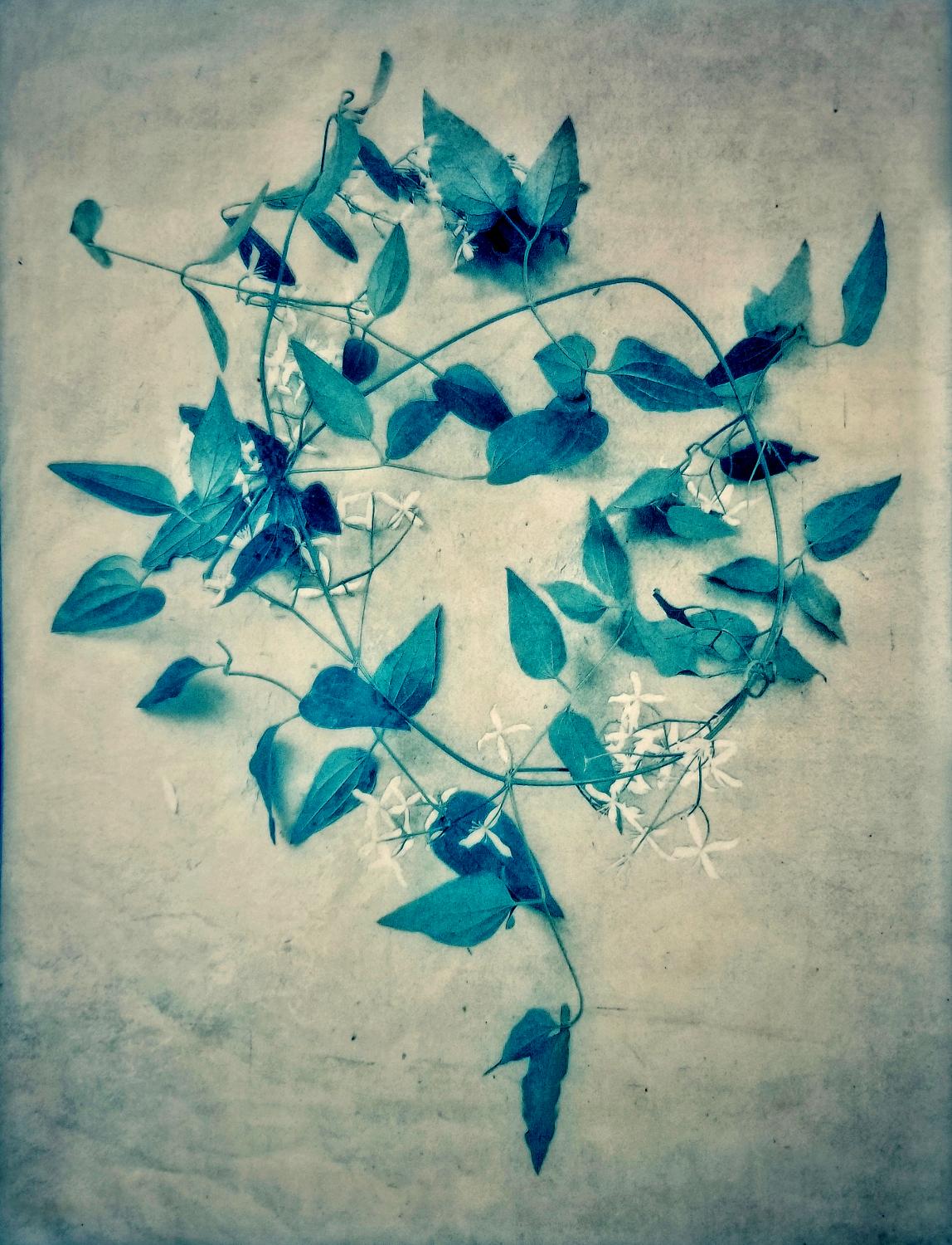 Diana Bloomfield Still-Life Photograph - Autumn Clematis