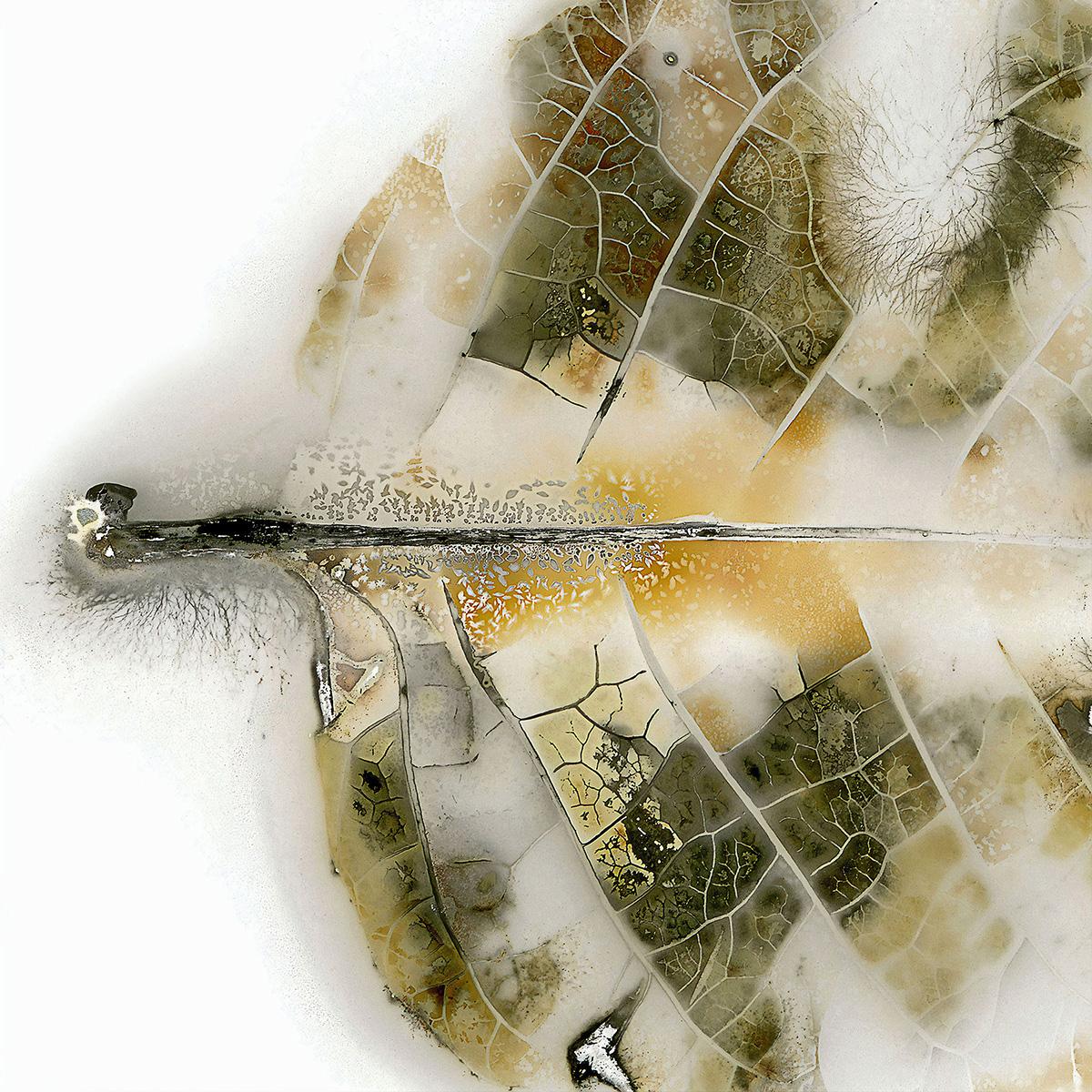 Leaf No. 39C2