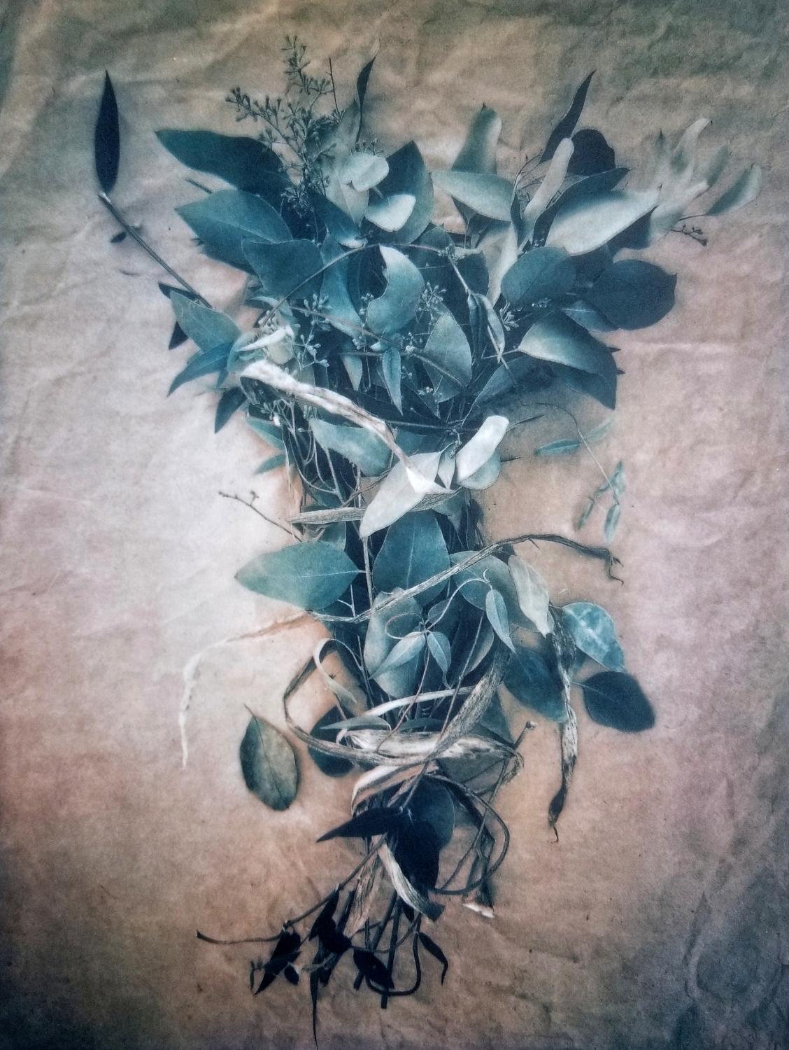 Diana Bloomfield Still-Life Photograph - Bound Eucalyptus 