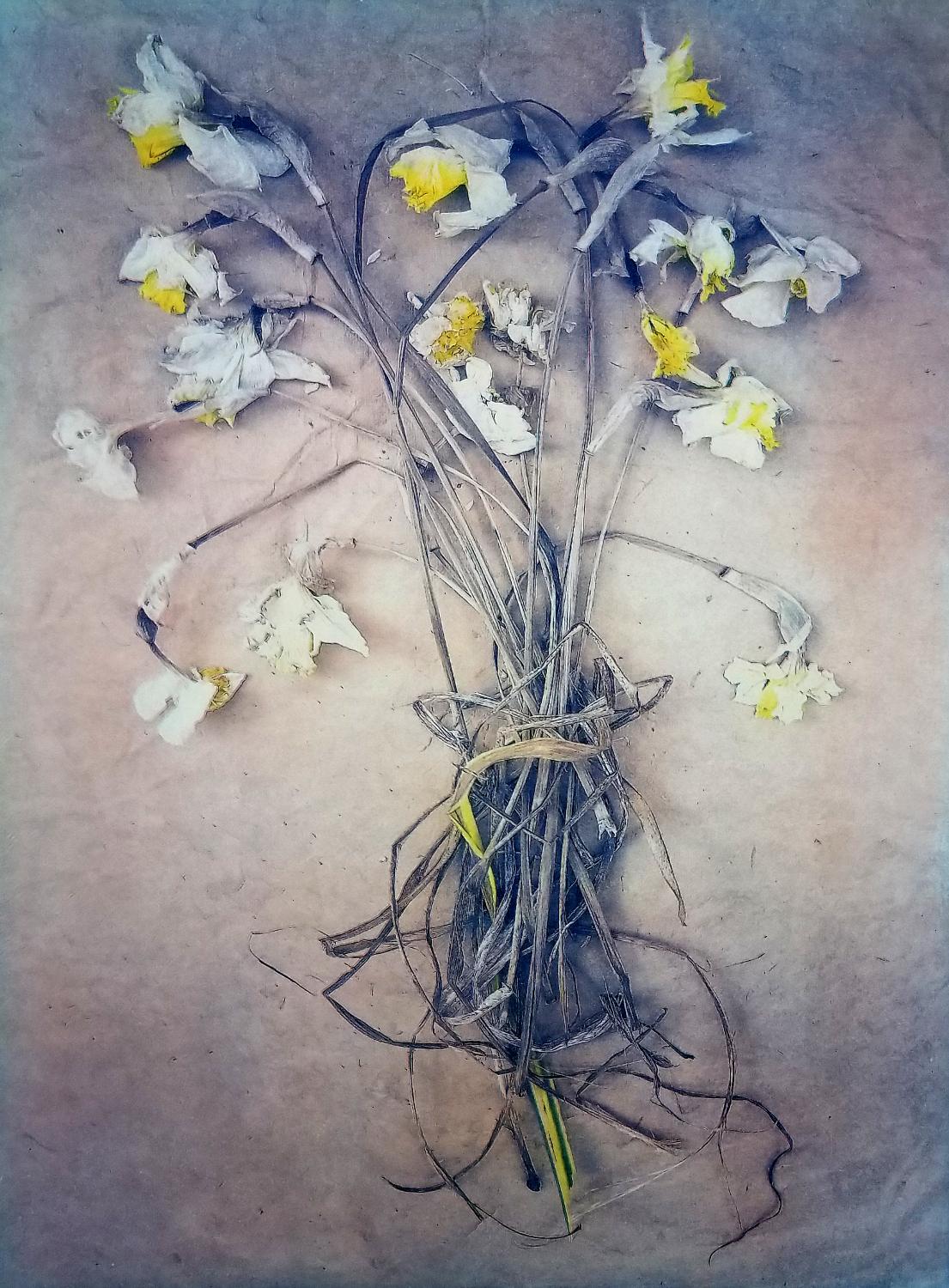 Diana Bloomfield Still-Life Photograph - Daffodils 