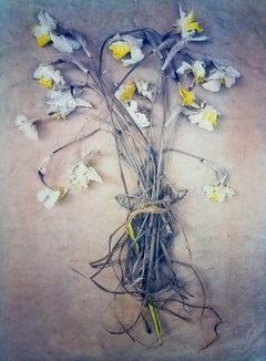 Daffodils - Daffodils 