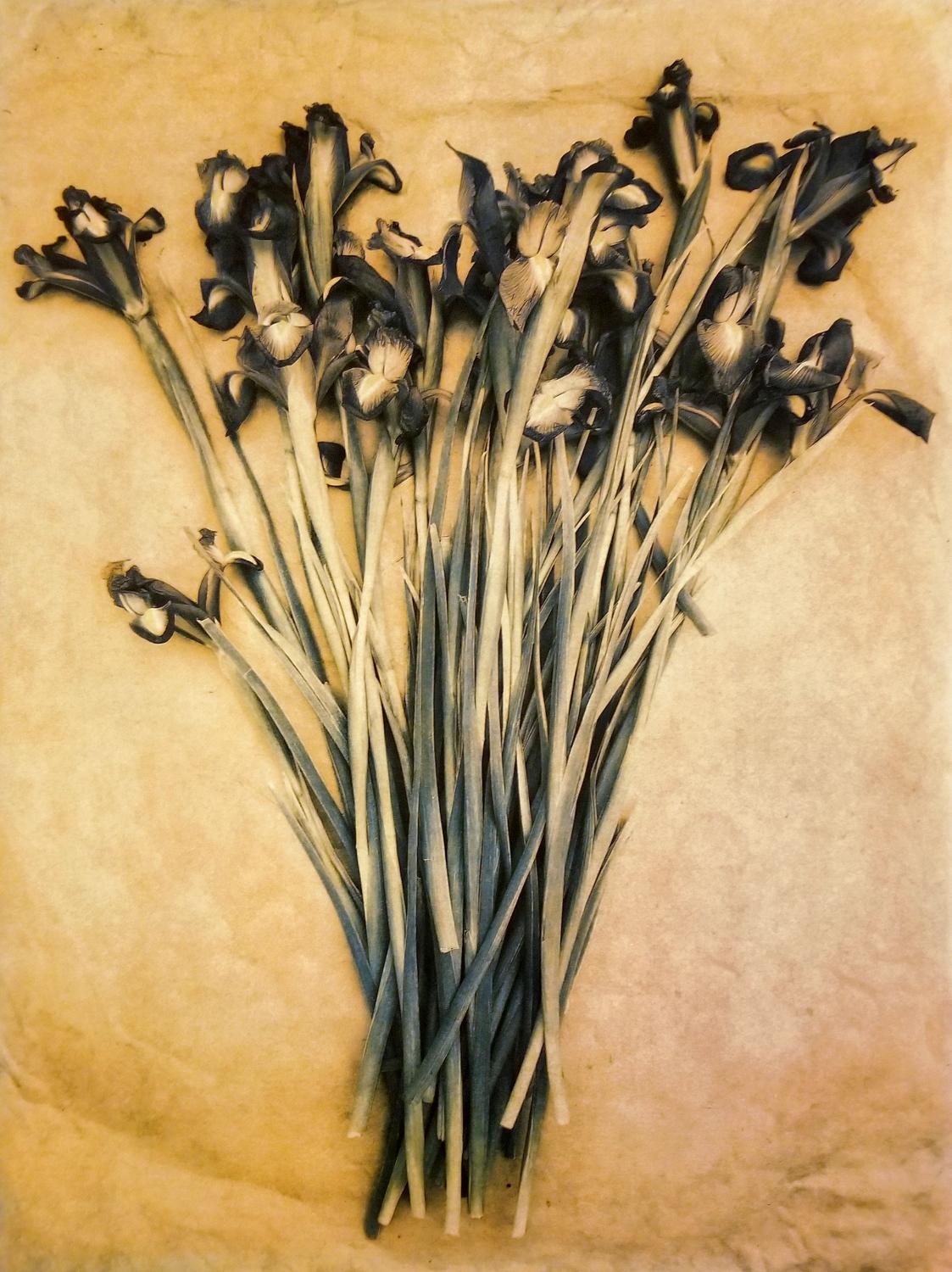 Diana Bloomfield Still-Life Photograph - Debbie's Siberian Irises