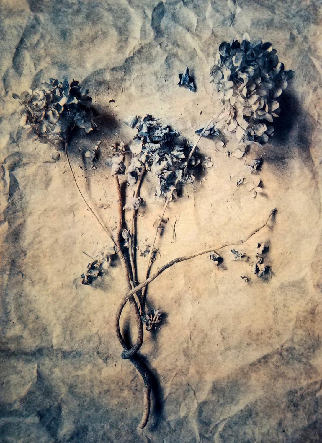 Getrocknete Hortensie