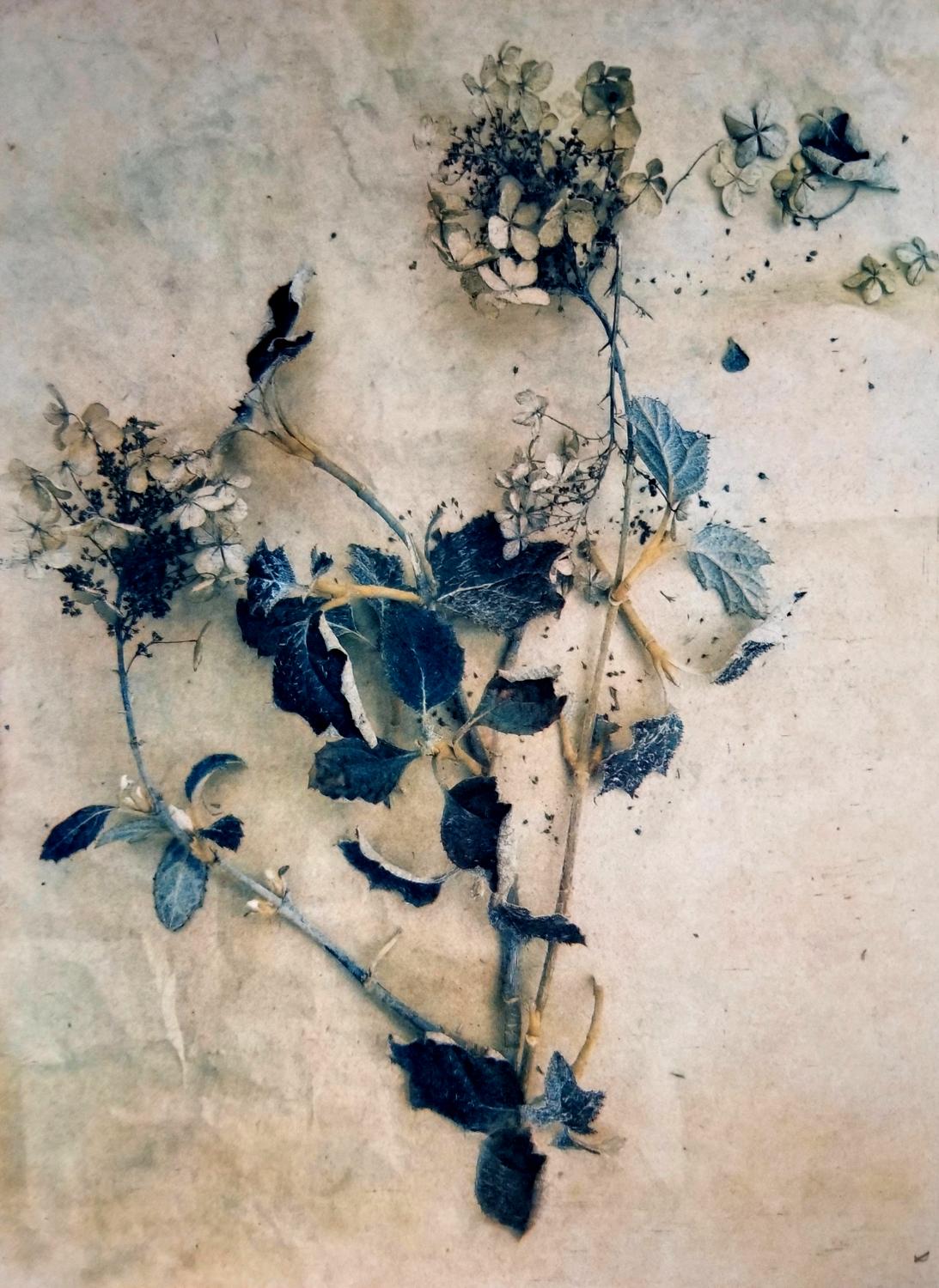 Diana Bloomfield Still-Life Photograph - Dried Hydrangeas II