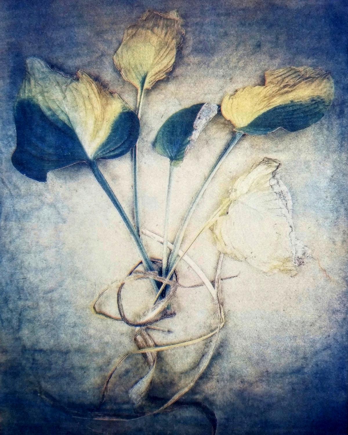 Diana Bloomfield Still-Life Photograph - Hosta Leaves 