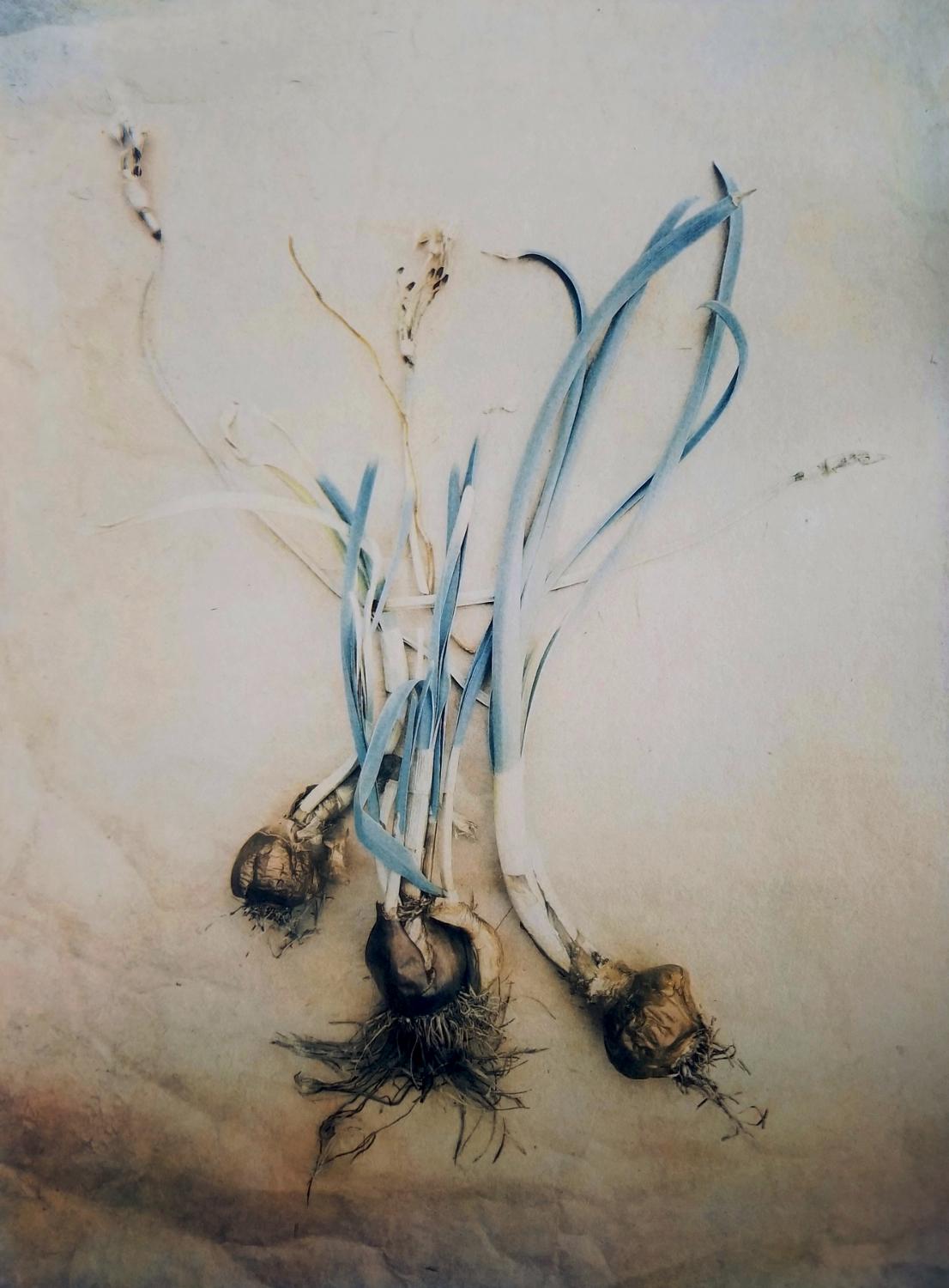 Diana Bloomfield Still-Life Photograph - Narcissus Bulbs