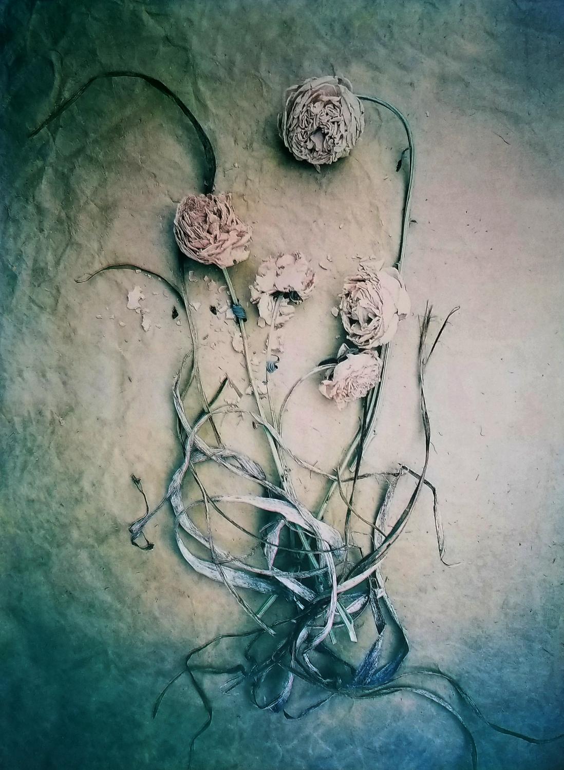 Diana Bloomfield Still-Life Photograph - Peonies