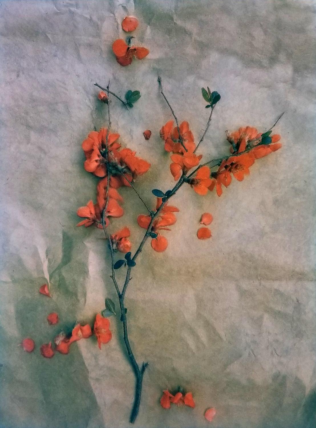 Still-Life Photograph Diana Bloomfield - Quince (en anglais)