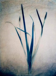 Iris aus iberischem Holz