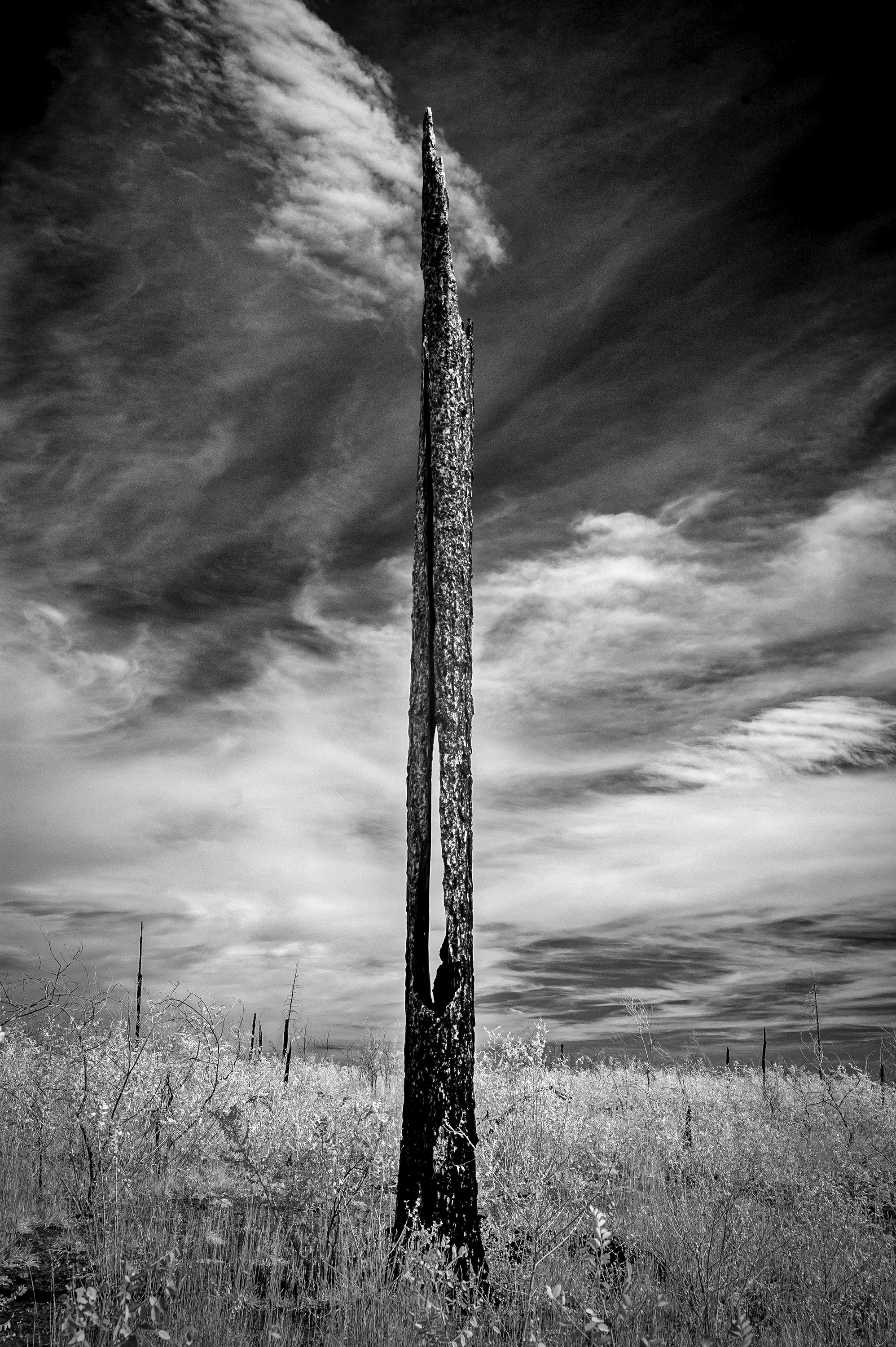 Philip Metcalf Landscape Photograph - Pine Needle 