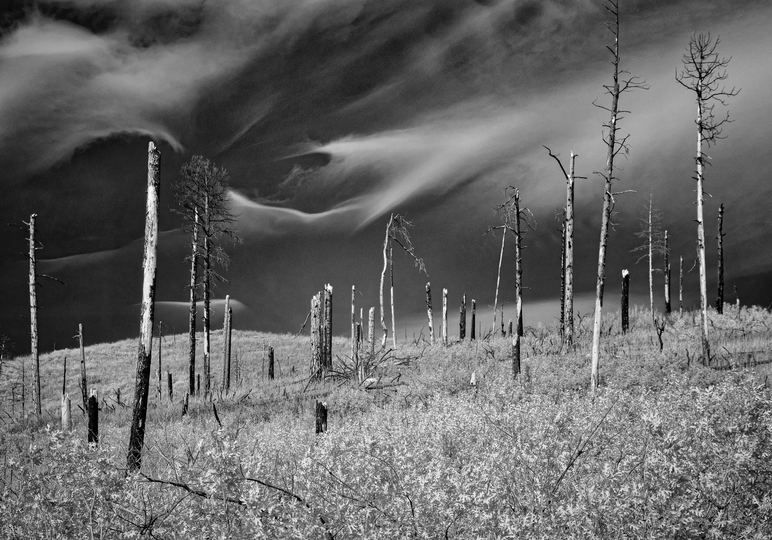 Philip Metcalf Landscape Photograph - Fifty Trees 