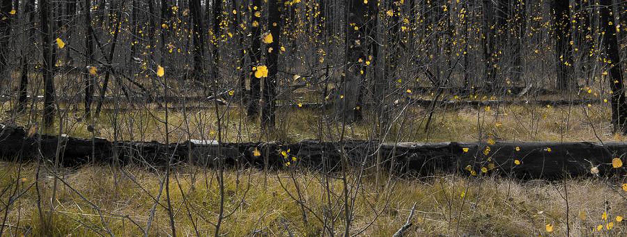 Patricia Galagan Landscape Photograph - The Fall 