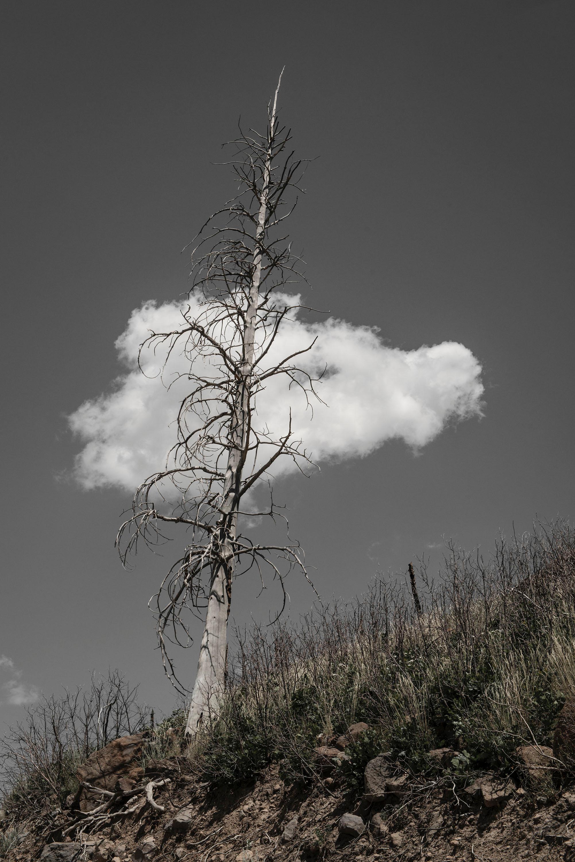 Patricia Galagan Landscape Photograph - One Tree, One Cloud 