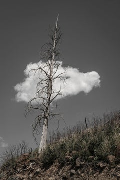 Un arbre, un nuage 