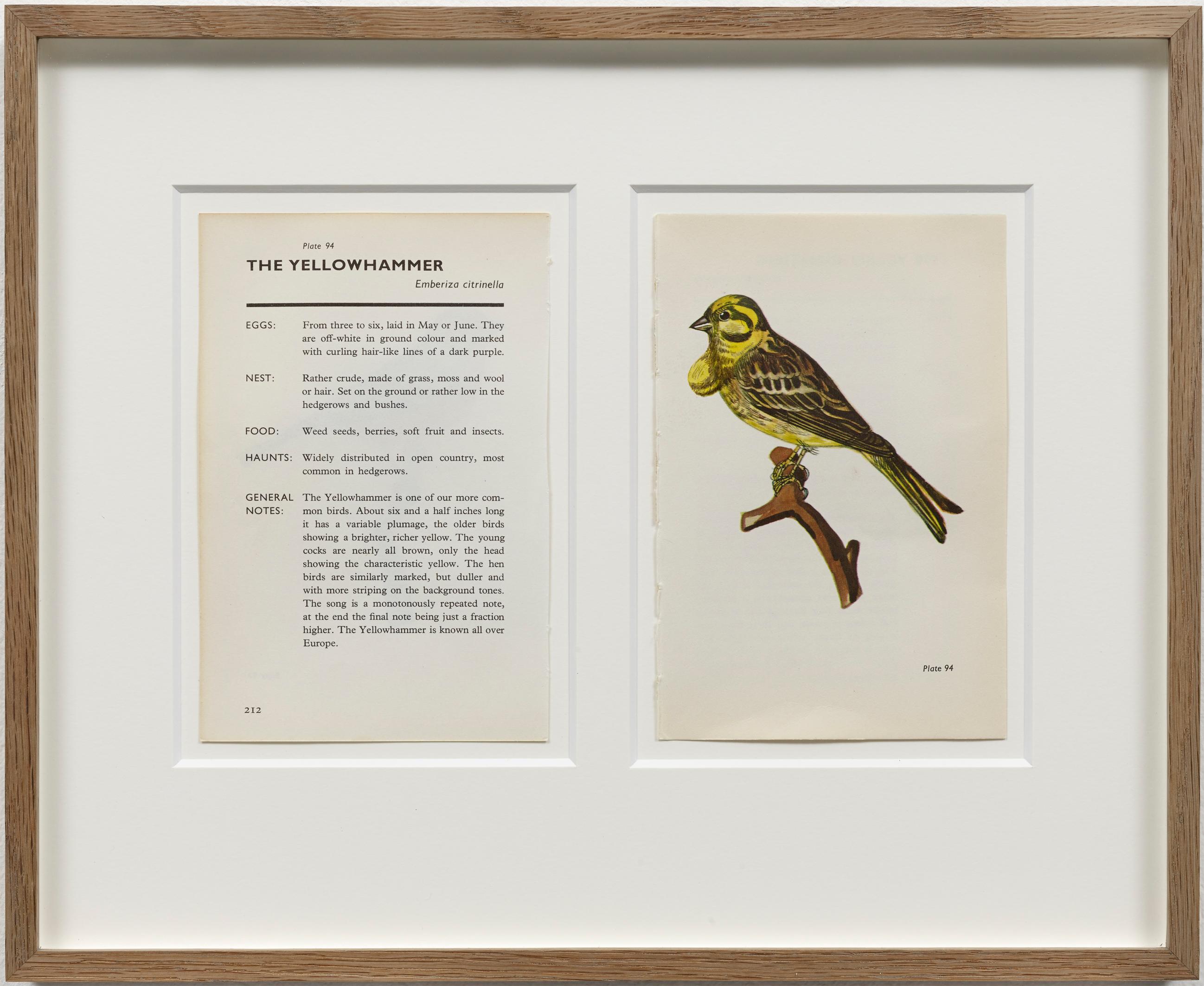 Yelena Popova Animal Art - "The Yellow Hammer", conceptual drawing, bird, nuclear mutation, contemporary