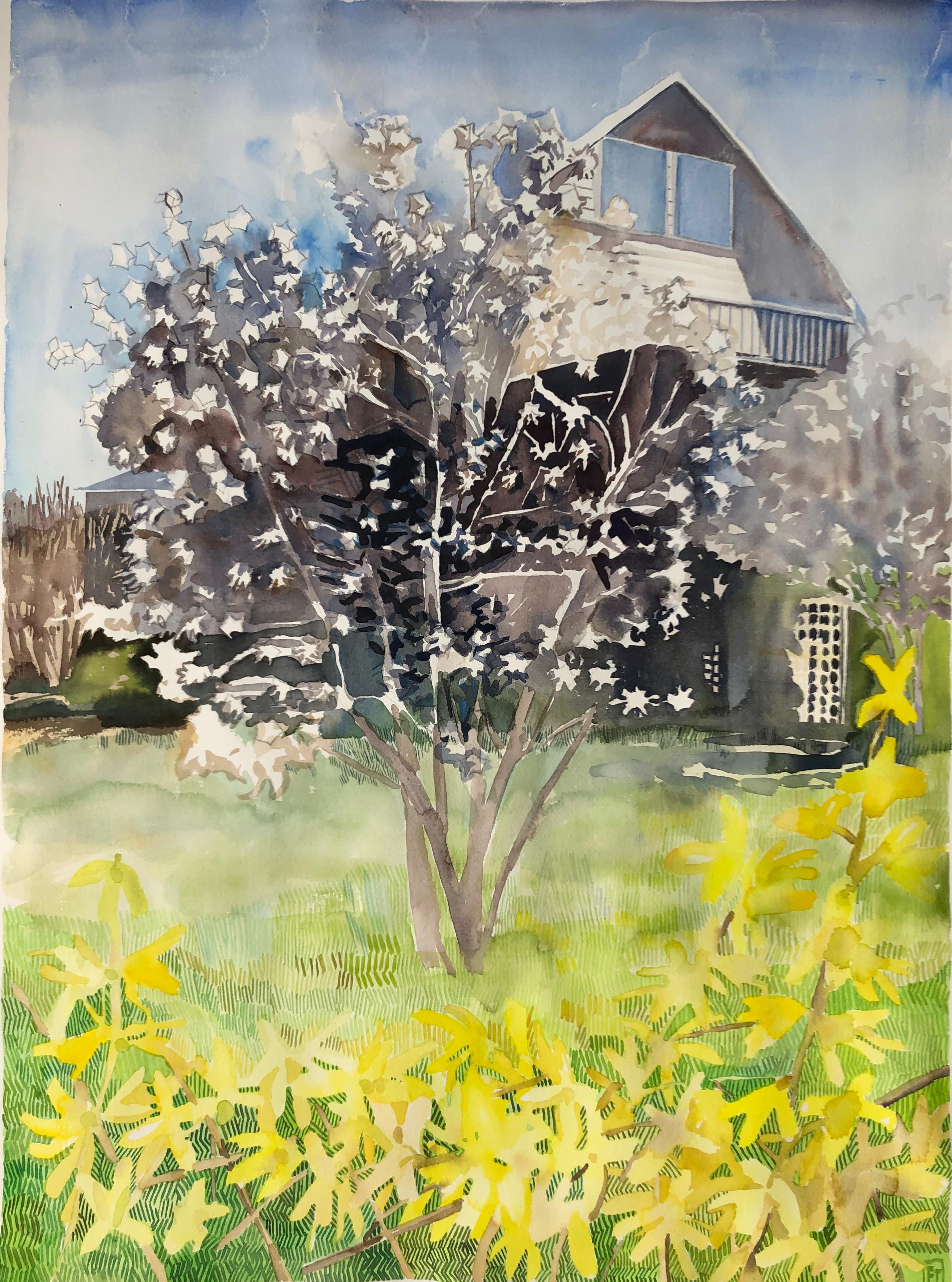 "STELLATA MAGNOLIA 2", watercolor, tree, flowers, forsythia, home, architecture