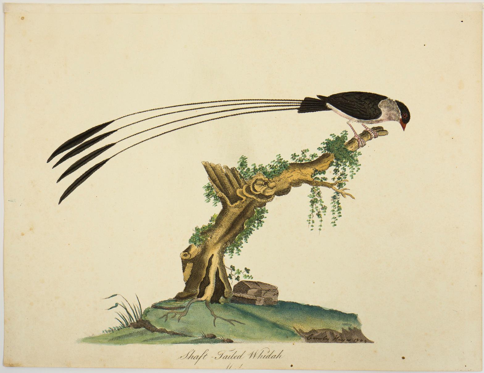 William Hayes Animal Print - "Shaft-Tailed Widah, " Antique Bird Print