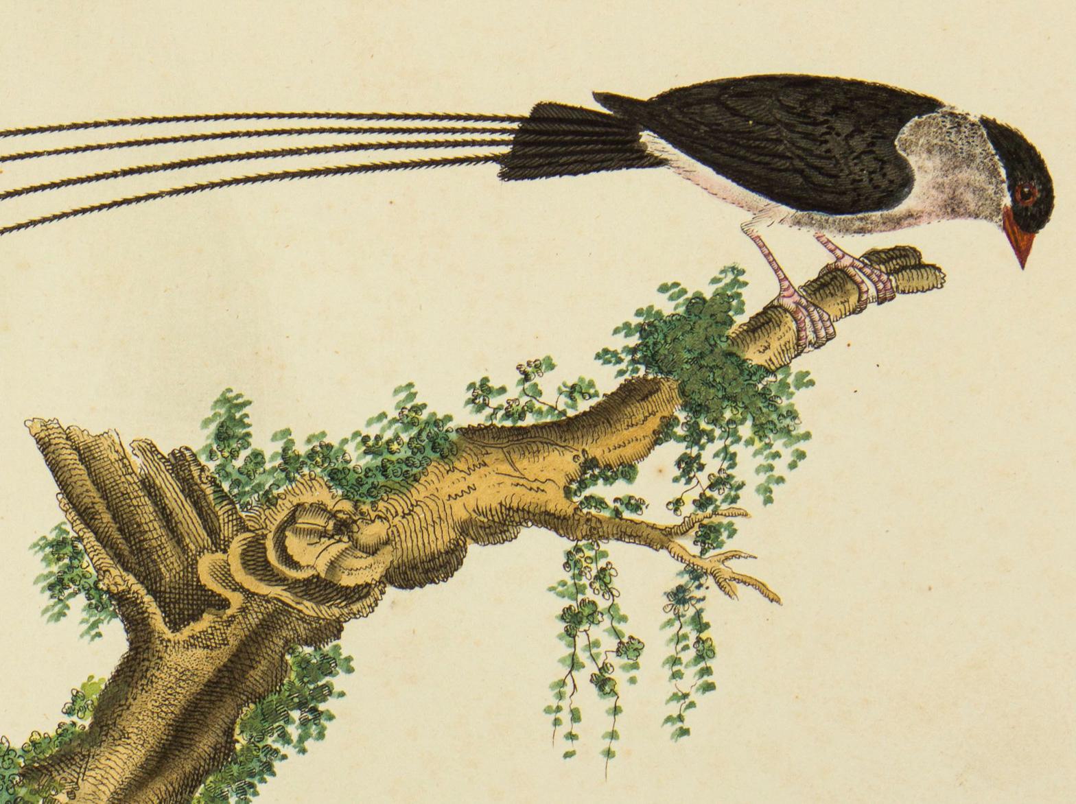 « Widah à queue d'aronde, imprimé oiseau ancien - Print de William Hayes