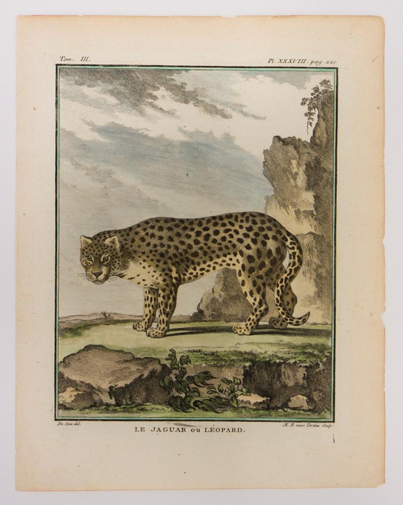 Jacques de Seve Animal Print - Le Jaquar ou Leopard