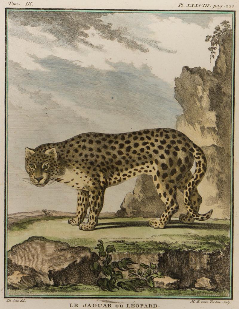 Le Jaquar ou Leopard - Print by Jacques de Seve