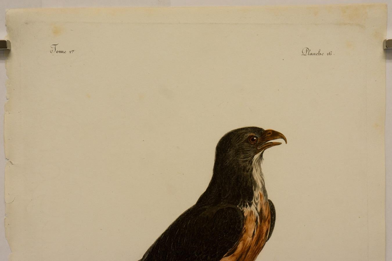 Das Rounnoir-Stück (Beige), Animal Print, von Johann Lebrecht Reinold
