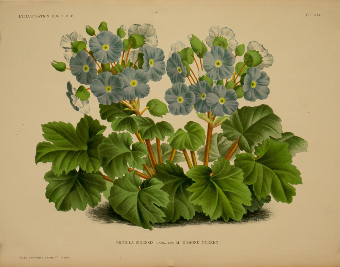 Peter De Pannemaeker Landscape Print - Botanicals, Flowers, late 19th Century