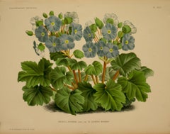 Botanicals, Flowers, late 19th Century
