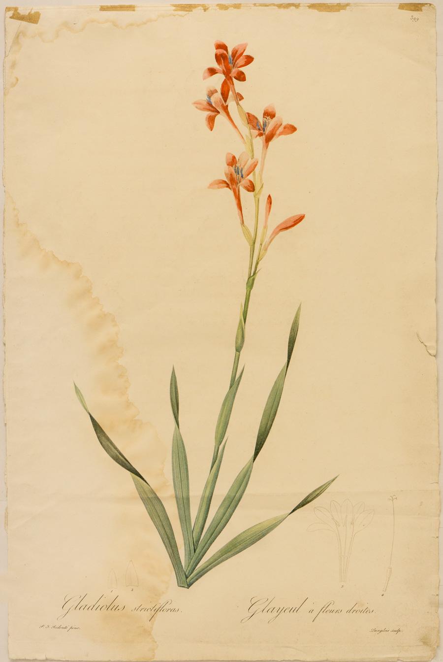 Gladiolus strictifloras. Glayeul a fleurs droites