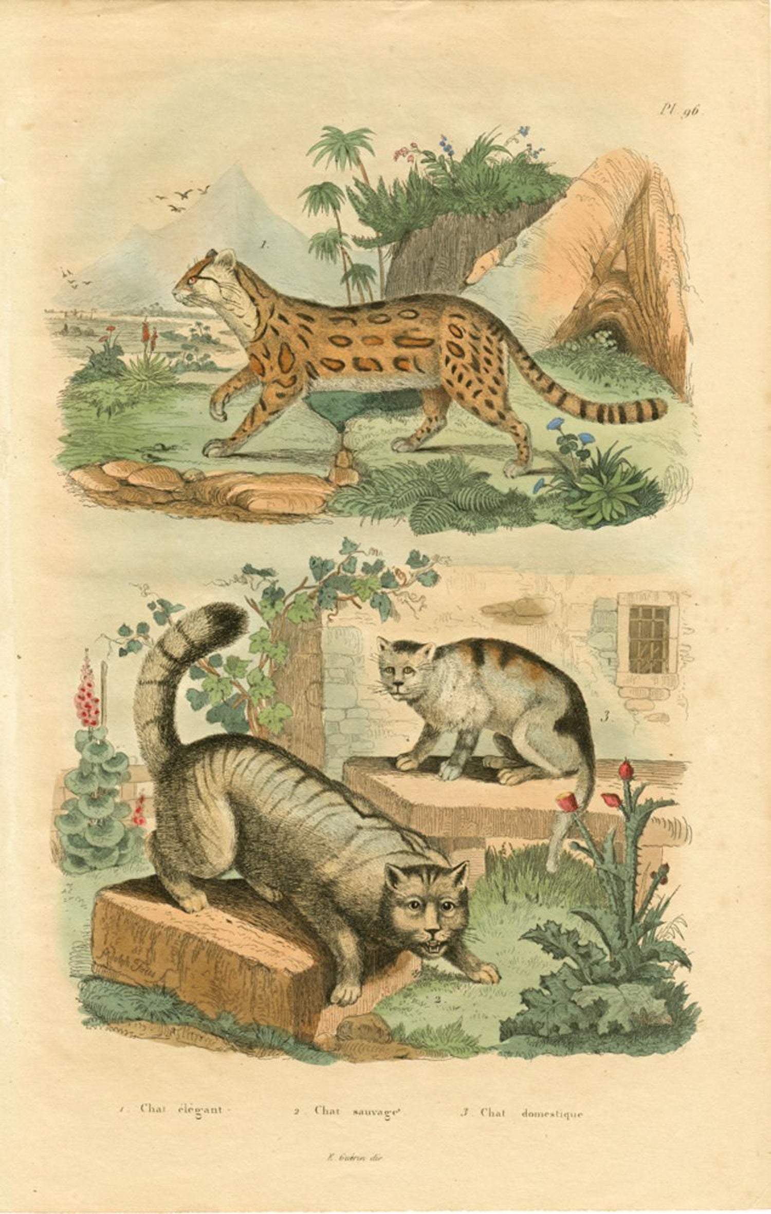 Adolph Fries Linotte Des Vignes Oeuf De La Linotte Des Montagnes Lion Liseron For Sale At 1stdibs