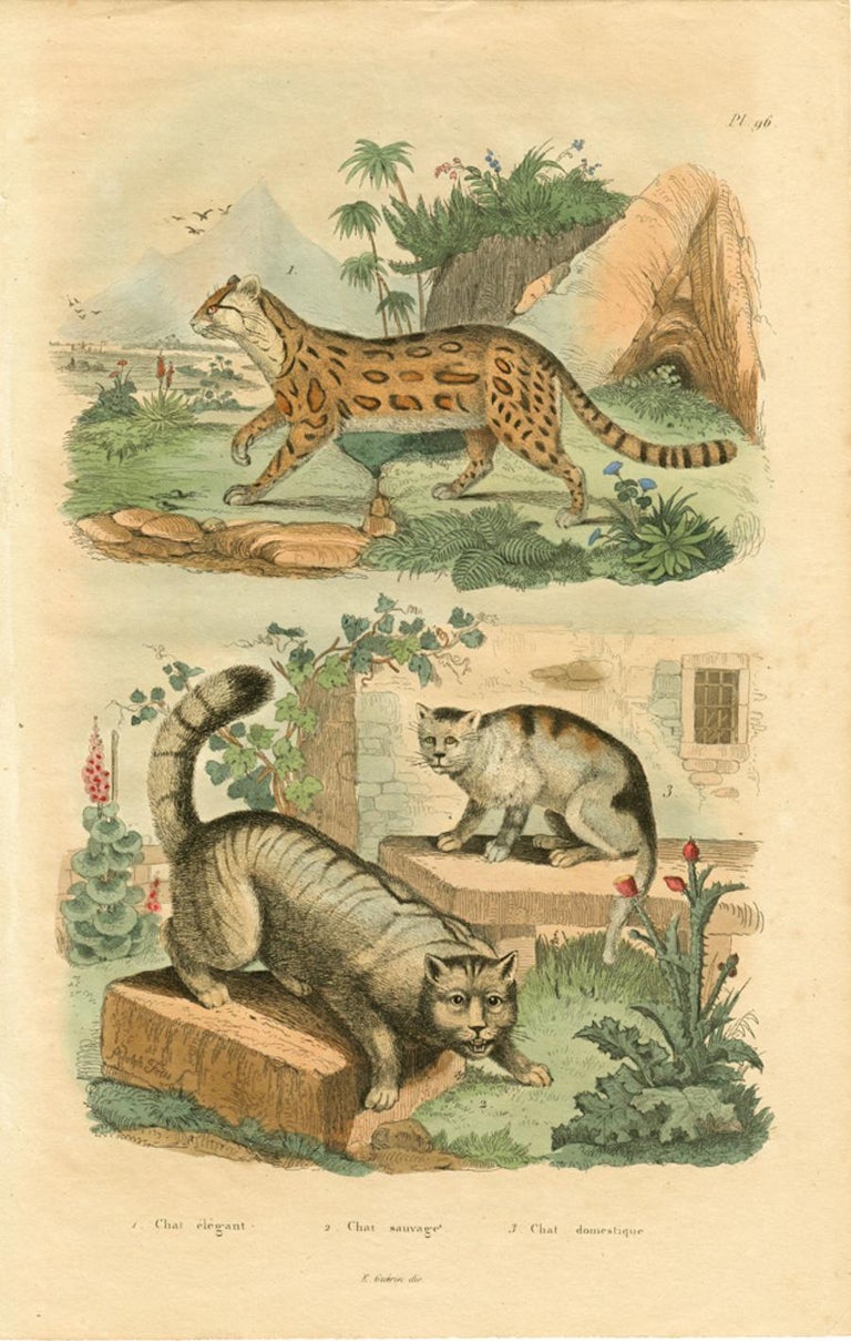 Adolph Fries Chat Elegant Chat Sauvage Chat Domestique Pl 96 For Sale At 1stdibs