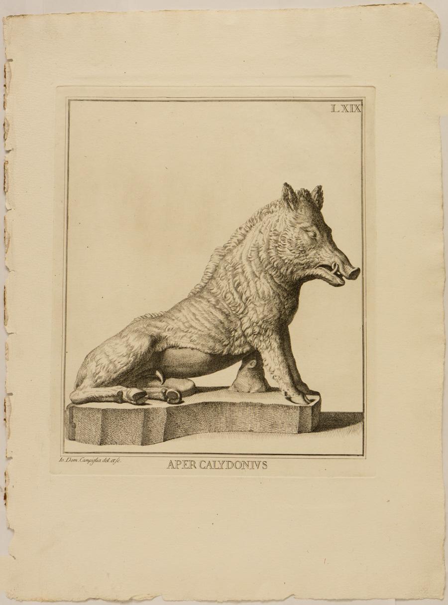 Giovanni Domenico Campiglia Animal Print - Aper Calidonius