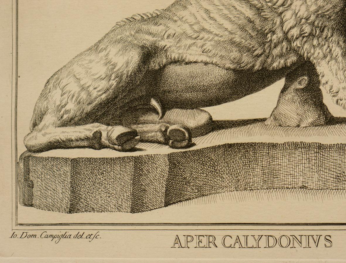 Aper Calidonius - Print by Giovanni Domenico Campiglia