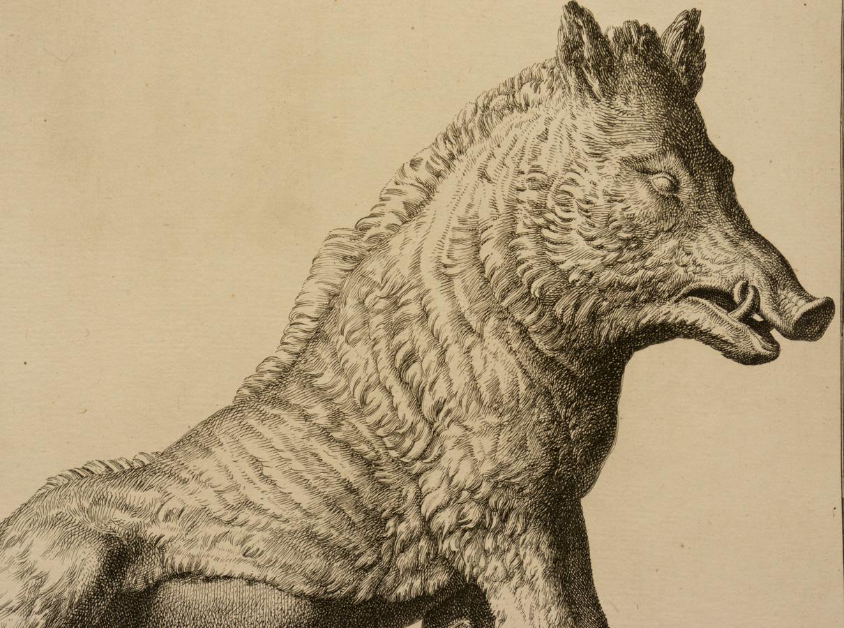 Aper Calidonius - Beige Animal Print by Giovanni Domenico Campiglia