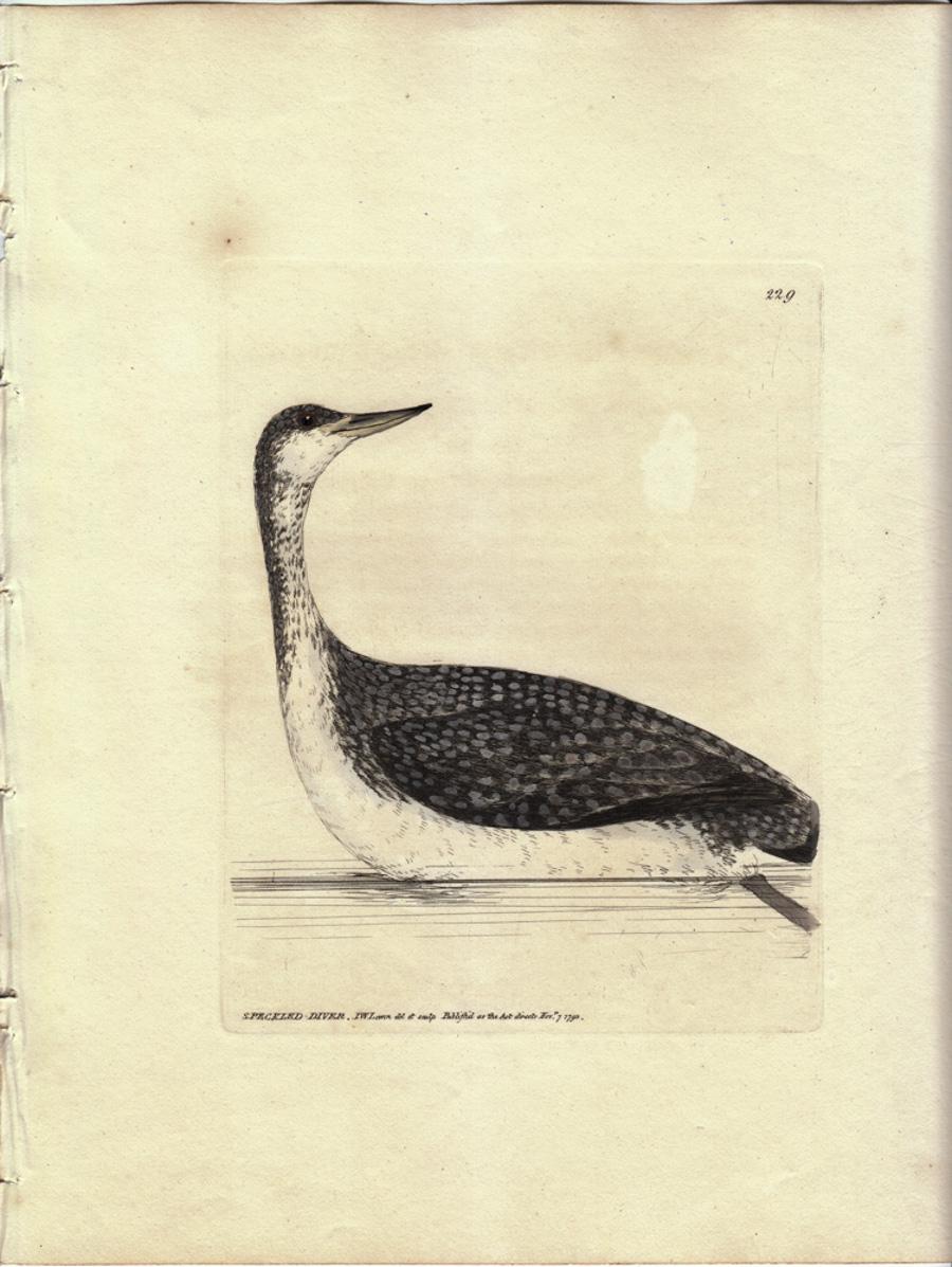 William Lewin Animal Print - Speckled-Diver, Pl. 229