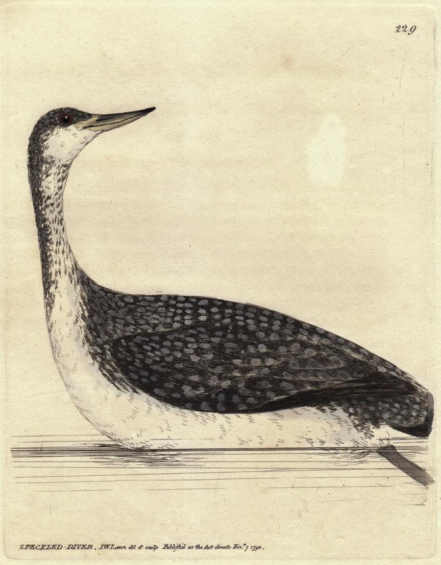 Speckled-Diver, Pl. 229 - Print by William Lewin